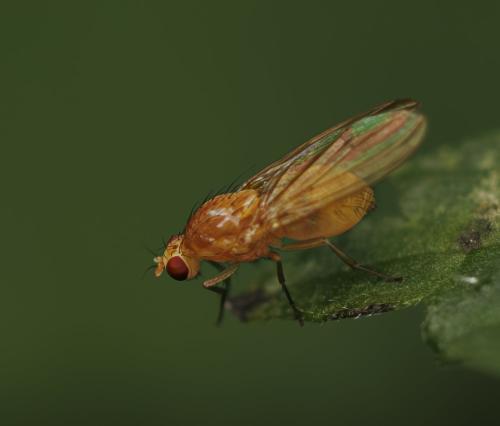 Tricholauxania praeusta